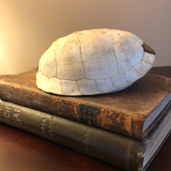 Box Turtle Shell Found In Nature - Picture 3 of 7